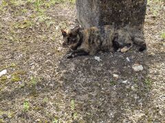 猫探し【愛媛】湯築城と松山城編