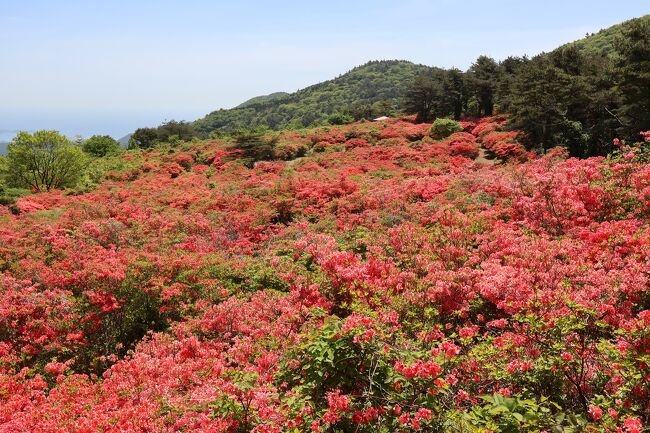 ツツジの名所として気仙沼の徳仙丈山を知り、何とか行けないものかと思っていました。<br />果たして装具をつけた杖歩行で登れるのか、調べてみると、登山口と頂上の標高差は200m、直登の道は明らかに無理っぽいけど、もう1つの道ならいけるんじゃないかと、無理せず安全に帰ることを第一に、無理ならそこで引き返せばいいと思い、久々の夜行バスも今後のためにもチャレンジしてみようと訪問することにしました。