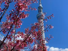 浅草散策へ　春の隅田エリア