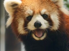 レッサーパンダはかわゆい !!! 杏香ちゃん誕生日　熊本市動植物園