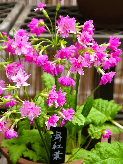 2818 西ベルリン 社会福祉 森の野草の花 4種完 1978年 IMG_1228-scaled.jpeg