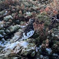 立山再訪 雄山縦走！雷鳥遭遇率100%