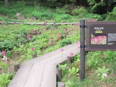 ２０２４年５月　神戸市　その３　六甲高山植物園で青いケシ、エーデルワイス、クリンソウを見ました