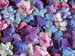 2024年紫陽花開花情報&#9825;一条恵観山荘