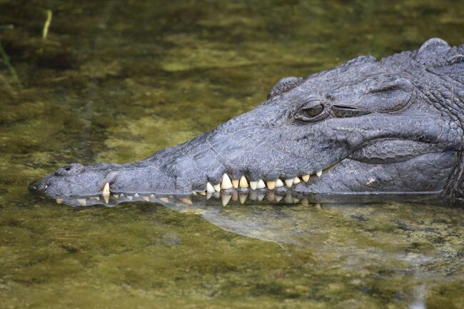 エバーグレーズ(ﾌﾛﾘﾀﾞ州)_Everglades(FL)　野生のワニだらけ！北米最大の湿地帯は世界自然遺産の国立公園