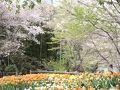 見ごろを過ぎた桜めぐり（海南市亀池公園・和歌山市大池遊園）