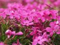 すでに終わり・・・芝桜