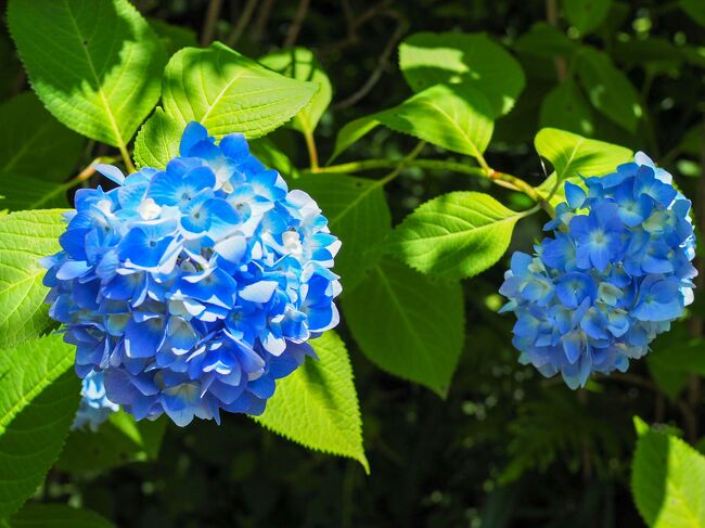 3年ぶりの鎌倉は、初めて紫陽花を見に行きました。<br /><br />江の島しらす丼ツーリング<br />https://4travel.jp/travelogue/11686380