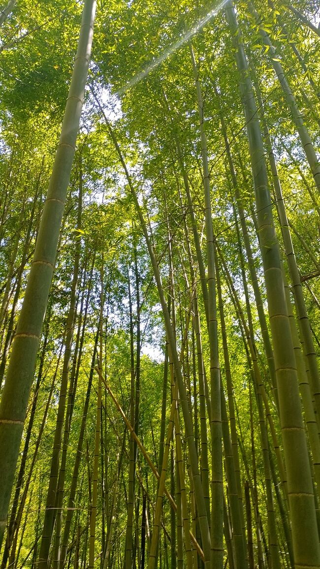 初夏になって低山は暑くヒルも出ると思い、ねん挫後のリハビリも兼ねて、鎌倉の天園ハイキングコースを歩いて見ました。<br />以前紅葉の時期には建長寺を通るコースだったので500円の拝観料を支払ったと思いますが、今回は明月院の脇を通るコースにして見みました。(このコースは無料です)