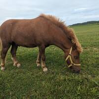 札幌でご飯を食べて馬を撫でる旅（2023年夏季休暇編）
