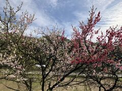 まさか日帰り？長野へドライブ【朝日村役場・みのや さくら亭・道の駅 大芝高原・美和ダム・妻籠宿】