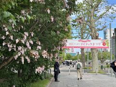 2024.05　「藤の花」を追いかけて5つの札幌市内の公園巡り