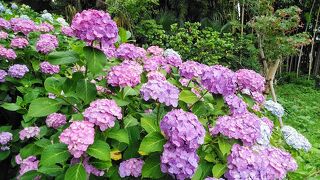 2024年6月9日10日、千葉県野田市清水公園と松戸市本土寺の色とりどりの紫陽花、流山おおたかの森泊
