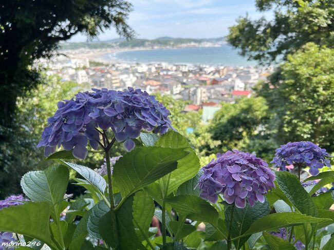 友人Iさんと鎌倉の紫陽花の二大名所(明月院と長谷寺)へ出掛けました。<br />混雑覚悟でしたが、予想ほどには混んでおらず、梅雨入り前の快晴にも恵まれ、紫陽花を楽しむことが出来ました。<br /><br />表紙の写真は、長谷寺のあじさい路から望む由比ガ浜の海岸と紫陽花です。<br />