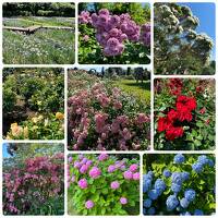 浜松：浜名湖花博2024浜松フラワーパーク会場～翌日は葛城北の丸でランチ