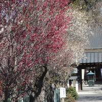 春の秩父街歩き。札所巡り。そして西武特急ラビュー初乗車。