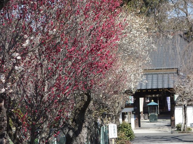 秩父街歩きです。<br />歩くなら4時間くらいと決めてるのでその範囲内で。<br />羊山公園の武甲山資料館と秩父神社と市内の札所めぐり11番から16番です。<br />春。晴天。ぽかぽか。<br />帰路は西武特急「ラビュー」初乗車。<br />いい旅でした。