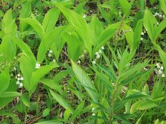 すずらん香る入笠山へ～２度目の挑戦なるも、ルバーブソフトへの道のりは遠かった…