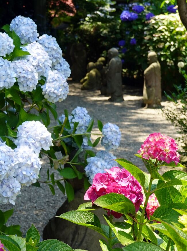 　柿生の淨慶寺、地元では石仏（羅漢）の寺として知られます。<br />それに最近は紫陽花が加わり、あじさい寺としても有名になりました。<br />　愛吉家では、毎年あじさい鑑賞に出掛けております。<br />羅漢像も毎年１～２体新像が加わり、それを探す楽しみもあります。<br />　今年はどんな景色が待っているのでしょう。<br /><br />　　　　　表紙、紫陽花と羅漢像