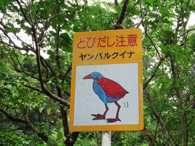 海外旅行は10年前にスポートが失効してから更新せず・・青森「ねぶた」はコロナ以降は疎遠になり・・・老夫婦(古希)の「旅」は唯一「沖縄」だけ。 台風1号が沖縄に接近中だが「ヤンバルクイナ」を見たい!今まで素通りしていた道の駅にも行きたい!の気持ちが上回りました。<br />★一瞬だが野生のヤンバルクイナを見たぞーーー★ JALダイナミックパッケージの利用でレンタカーが1日1,000円と格安でオプション総額50,000円が何と15,000円とは嬉しさ倍増の旅です。<br />レンタカー走行距離は370Kmで過去最高!もちろん超安全運転です。<br />