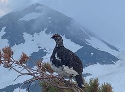 初夏の室堂/アルペンルート(弥陀ヶ原、みくりが池、雷鳥との出会いも