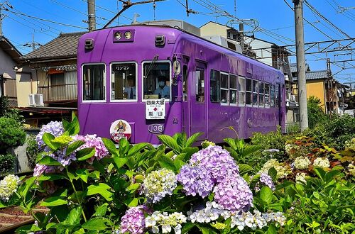 竹灯籠 カラー 〜〜桜・キキョウ〜〜 （大分・竹田市｢たけた竹