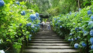 古都鎌倉　アジサイめぐり２０２４　明月院、長寿寺、一条恵観山荘　他　（前半）