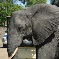 ５年ぶりの海外旅行は南部アフリカ５か国周遊（ボツワナ編）