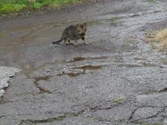 猫探し【東京】雨の八丈島船の旅