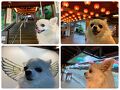 ペットと行く宿　大江戸温泉物語わんわんリゾート粟津　３犬同伴OKの朝食バイキングとゆのくにの森の巻