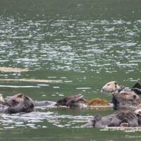 ANA特典航空券で道東動物紀行1/2 花咲線で根室へ 樺太国境標石 納沙布岬 落石ネイチャークルーズラッコの群れ