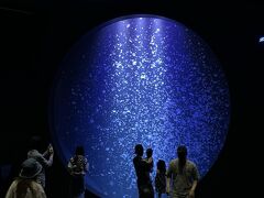 202406 クラゲを見て人面魚を探す、日帰り旅