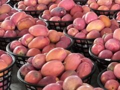 2024水無月　ウィークエンド台南＆玉井　食べつくしマンゴ－　Mango　