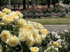 一時帰国は名古屋で部屋探しNo.２　鶴舞公園でバラとアジサイ　大須商店街の「みちのく屋酒店」と久しぶりの三輪神社