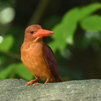 リュウキュウアカショウビンやオオゴマダラなどの鳥や蝶たち、そしてヤシガニ：梅雨明けの石垣島で観光と写真撮影