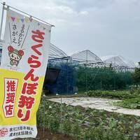 山形県寒河江で佐藤錦さくらんぼ狩り、加茂水族館でクラゲ学習、銀山温泉、蔵王のお釜?／山形新幹線E8系利用