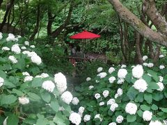 古都鎌倉　アジサイめぐり２０２４　明月院、長寿寺、一条恵観山荘　他（後半）