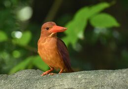 リュウキュウアカショウビンやオオゴマダラなどの鳥や蝶たち、そしてヤシガニ：梅雨明けの石垣島で観光と写真撮影