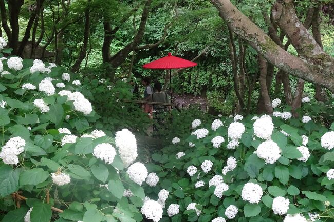 今年も古都鎌倉にアジサイを見に行った。<br />北鎌倉から鎌倉まで多くの寺などを回った。<br />明月院では 期待通りの明月院ブルーのアジサイ、一条恵観山荘ではアジサイでは初めてだったが、期待以上に見応えが有った。<br /><br />(コース)<br />前半 https://4travel.jp/travelogue/11911555<br />北鎌倉駅→東慶寺→浄智寺→明月院→長寿寺→亀ヶ谷坂切通し→(不動茶屋で食事)<br />後半 https://4travel.jp/travelogue/11912545<br />→小町通り→鶴岡八幡宮→一条恵観山荘→報国寺→旧華頂宮廷→(バス)→鎌倉駅