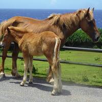 八重山離島巡りの旅（２日目）与那国島観光