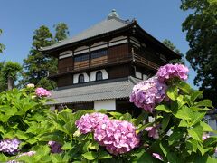 「曹源寺（さざえ堂）」のアジサイ_2024_綺麗に咲いていました。少しずつ花が増えています（太田市）