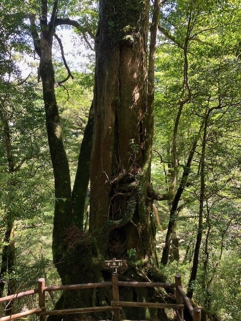 屋久島