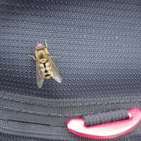 目指せ、国内3000m級22峰踏破＜10＞ 2011年7月 北岳～間ノ岳～農鳥岳 (2)広河原～白根御池小屋