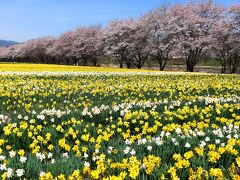 早春の宝探し　2024［出張編２］水仙の海に浸る