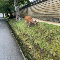 2024年7月奈良でシカと大仏様に会いに行く旅