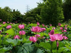 本庄総合公園