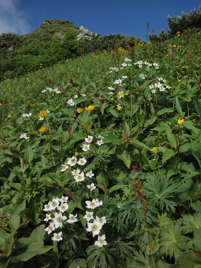 もう13年も前の話ですが、2011年7月、 &quot;北岳&quot;～&quot;間ノ岳&quot;～&quot;（西）農鳥岳&quot; を3泊4日で縦走<br /><br />2日目：白根御池小屋～北岳肩ノ小屋<br /><br />＜コースタイム＞<br />1日目：広河原～二股～白根御池小屋　２時間55分<br />2日目：白根御池小屋～小太郎尾根分岐～北岳肩ノ小屋～北岳～北岳山荘 5時間15分<br />3日目：北岳山荘～間ノ岳～濃鳥岳～大門沢小屋 8時間30分<br />4日目：大門沢小屋～広河内橋～奈良田　3時間25分<br /><br /><br />（2010年）<br />この前年に富士山に登り、<br />https://4travel.jp/travelogue/11634855<br /><br />（2011年）<br />春から、高尾山、奥多摩、丹沢で修行<br />https://4travel.jp/travelogue/10657385#travelogue_groupArea<br /><br />この後８月に、前穂～奥穂～大キレット～槍ヶ岳を縦走<br />https://4travel.jp/travelogue/10623452<br /><br />（2012年）<br />翌2012年7月に、剱岳へ<br />https://4travel.jp/travelogue/10720930<br /><br />8月に薬師沢～高天原温泉～雲ノ平<br />https://4travel.jp/travelogue/10720938<br /><br />（2013年）<br />西穂～ジャンダルム～奥穂を途中で撤退･･･<br />https://4travel.jp/travelogue/10800750<br /><br />（2014年）<br />早月尾根～剱岳～剱澤～仙人温泉～阿曽原温泉～欅平<br />https://4travel.jp/travelogue/10979848<br /><br />（2017年～2018年）<br />香港駐在時に山歩き<br />https://4travel.jp/travelogue/11242560<br /><br />国内3000m級22峰踏破まで、残りは<br />(6)  悪沢岳 3141ｍ（南ア）←2：30←千枚小屋←5：45←椹島ロッジ<br />(13)荒川中岳 3084ｍ（南ア）←1：30←悪沢岳<br />(7) 赤石岳 3121ｍ（南ア）←2：50←荒川小屋←1：00←荒川中岳<br />(21)聖岳 3013ｍ（南ア）←5：40←百間洞山の家←2：30←赤石岳<br />       →1：50→聖平小屋→5：20→椹島<br /><br />⑭御嶽山 3067ｍ（中央ア）<br />⑯塩見岳 3047ｍ（南ア）<br />⑰仙丈ケ岳 3033ｍ（南ア）<br />⑲乗鞍岳 3026ｍ（北ア）<br />⑳立山 3015ｍ（北ア）<br /><br />行きそびれている秘湯は、”白馬鑓温泉” ←4:30←猿倉