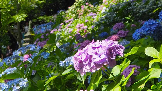 鎌倉あじさい散歩と湯河原温泉【前編】紫陽花が咲き誇る長谷寺へ♪鎌倉大仏 御霊神社で御朱印めぐり