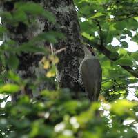 梅雨の南東北を巡る　⑥岩手県　花巻南温泉郷・新鉛温泉