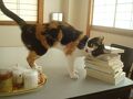 宇佐美の猫宿、民宿のざき宿泊記。ちょっと添い寝ができました。
